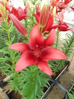 [5692 DJ LA-03 No02.JPG]